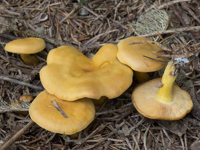 Calocybe chrysenteron